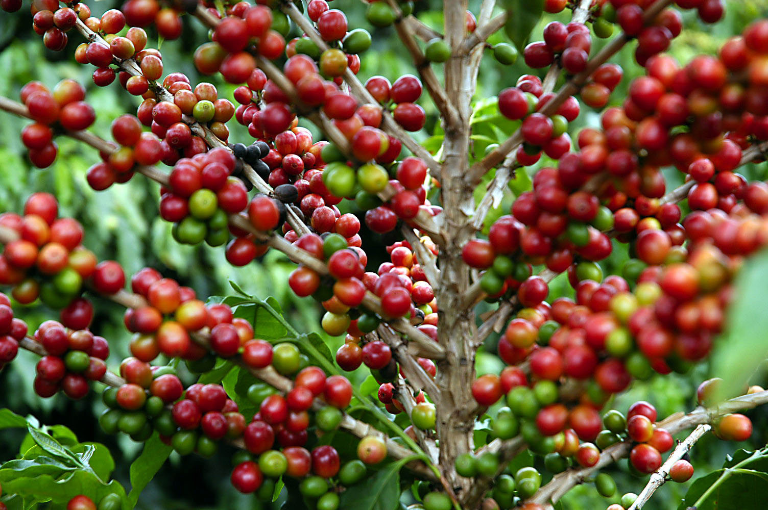 Café: Calor no Brasil e irregularidade da chuva dão novo suporte no arábica  e conilon - Revista Cafeicultura