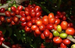 Preço do café conilon na região de Cacoal RO está há três semanas