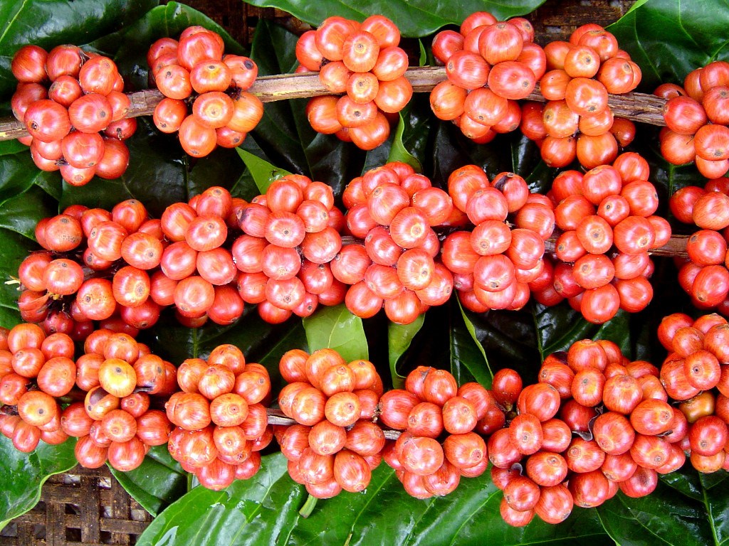 Afinal, café conilon é a mesma coisa que café robusta?