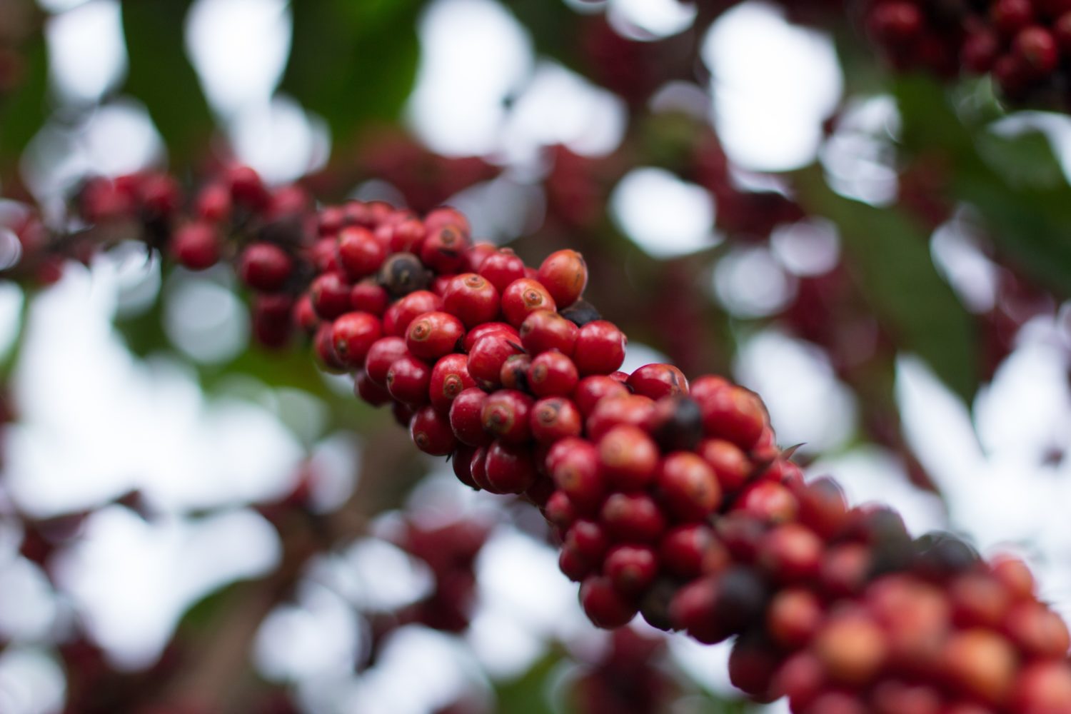 Cultivares de cafés Conilon e Robusta. - Portal Embrapa