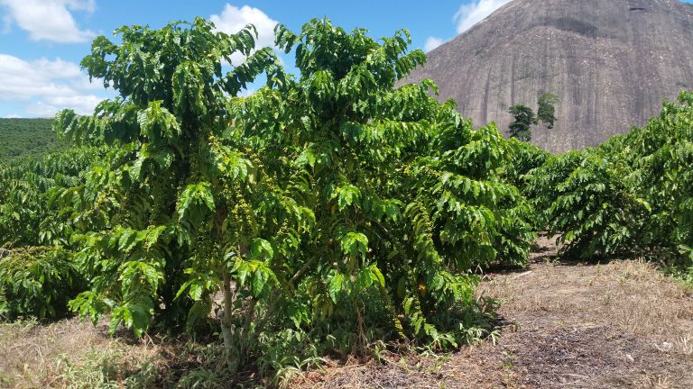 Produção de café conilon aumenta na safra 2018/2019