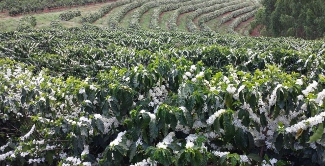 Procafé: Floração mais uniforme de cafeeiros conillon em relação a