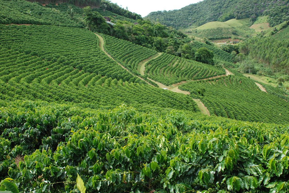 Governo ES - Abertura da colheita do Café Conilon no Estado é