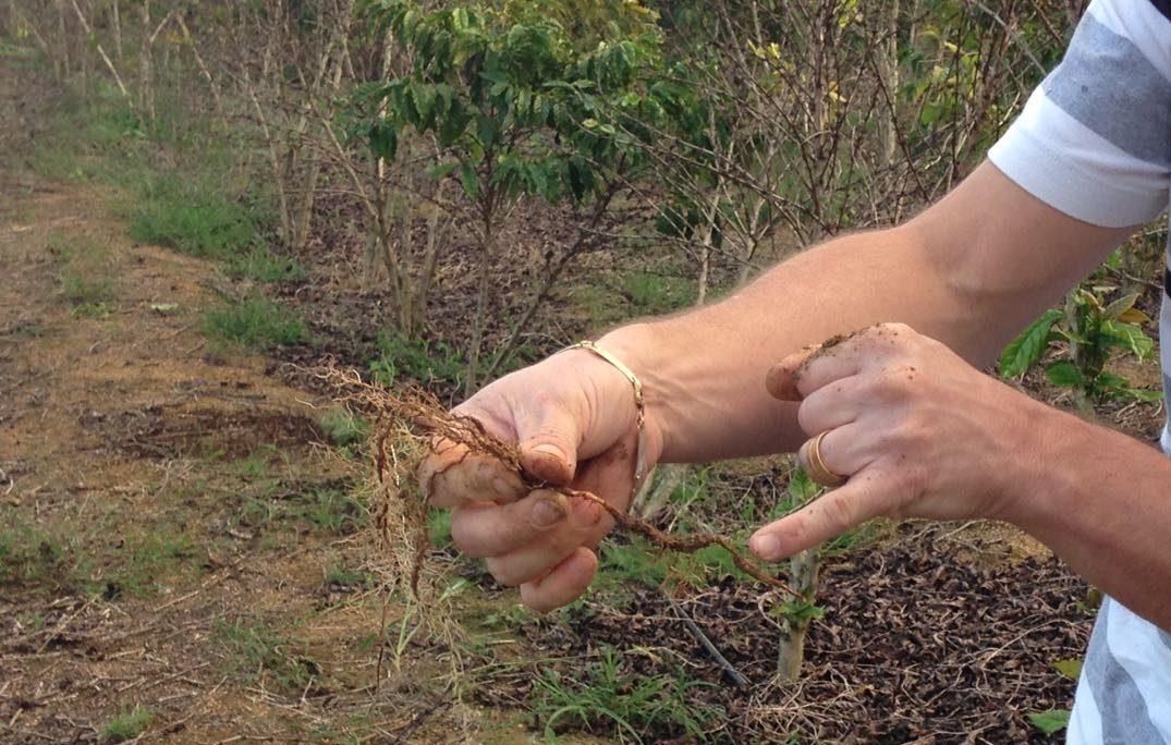 Rio Bananal realiza primeiro concurso de qualidade de café conilon -  Revista Negócio Rural