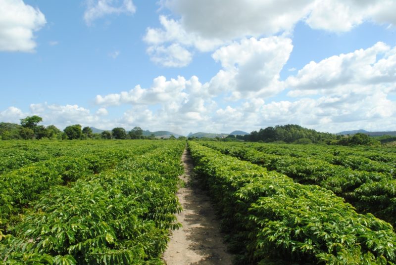 Café: Com foco nas chuvas do Brasil, arábica e conilon sobem nesta