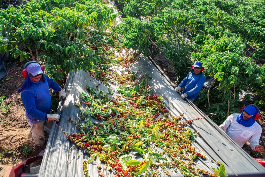 Estados produtores de café conilon já iniciam a colheita do grão