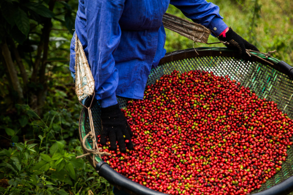 Boa qualidade do conilon e robusta brasileiros abrem portas