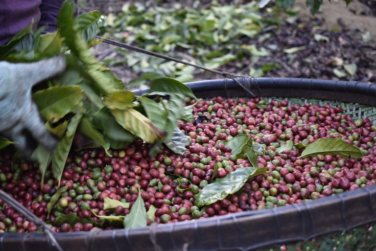 Colheita de café ganha ritmo no Brasil e chega a até 15% para