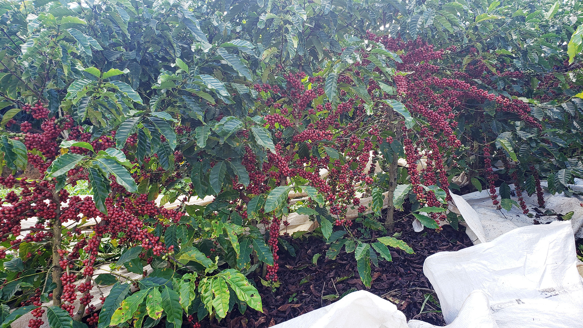 Plantation of conilon cafe in the rural town of Linhares, Espirito