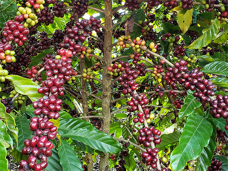 Café Conilon: sistema de irrigação