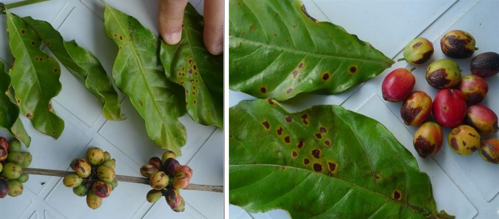 Mancha De Corynespora Ou De Cercosporiose Em Cafeeiros Conilon Do Clone