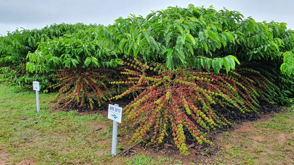 Robusta Amazônico – Cultivar híbrida de café - BRS 1216 - Portal Embrapa