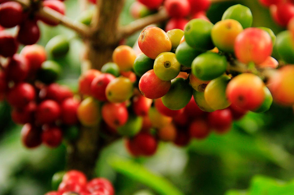 ESPECIAL CAFÉ: Robusta amazônico - Portal Campo Vivo