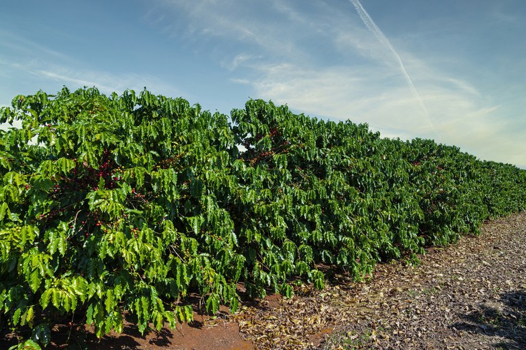 Cafés conilon e robusta vivem revolução de qualidade - 25/10/2023 - Café na  Prensa - Folha