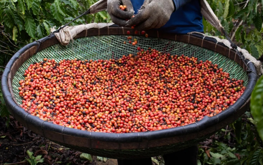 Ventos intensos atingem pontuais áreas de lavouras de café conilon