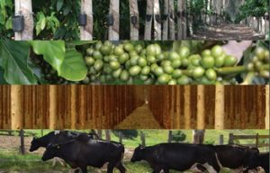negocio rural.jpg