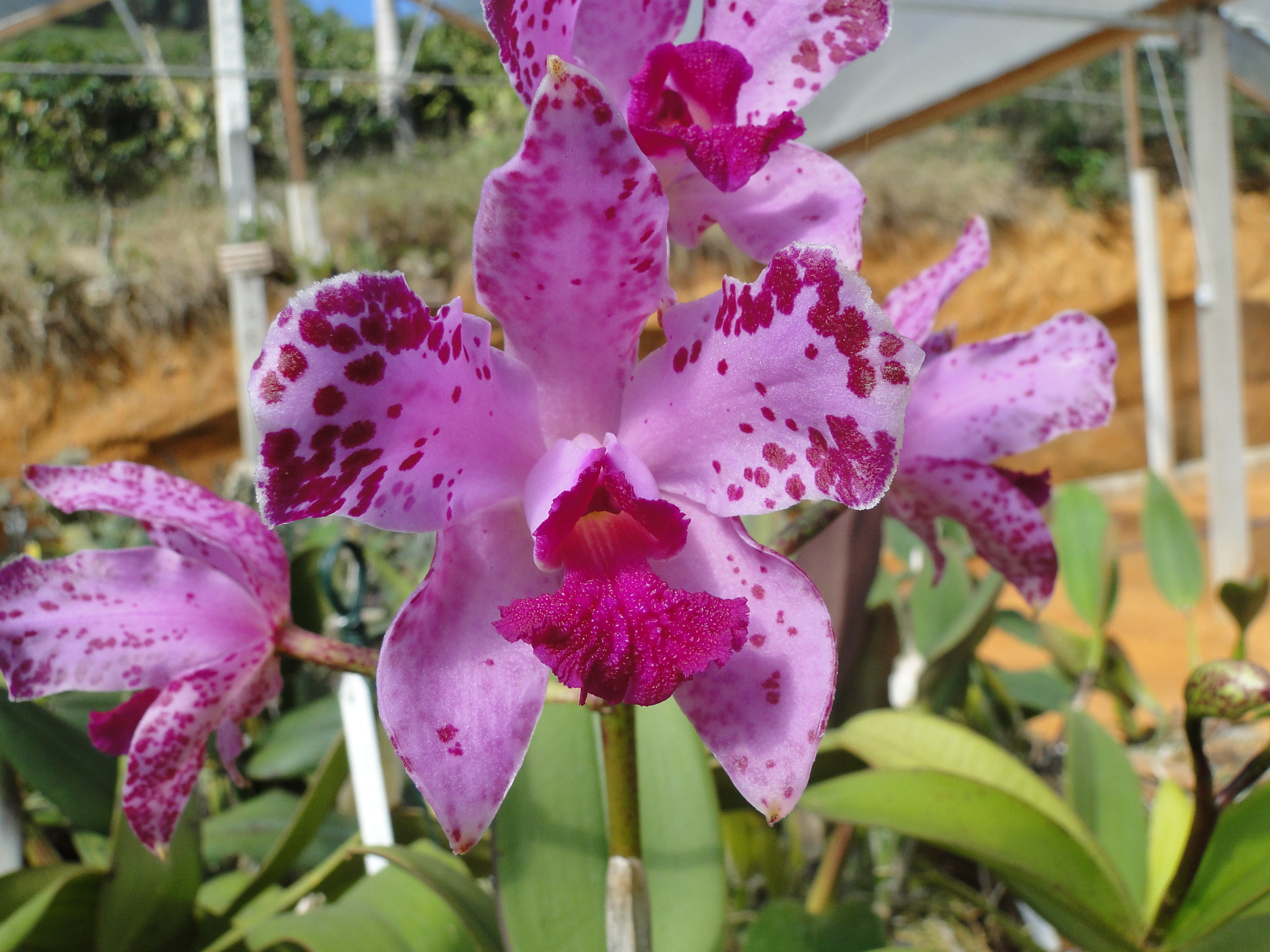 Mais de 100 espécies de orquídeas estarão à venda na feira Sabores da Terra  - Portal Campo Vivo