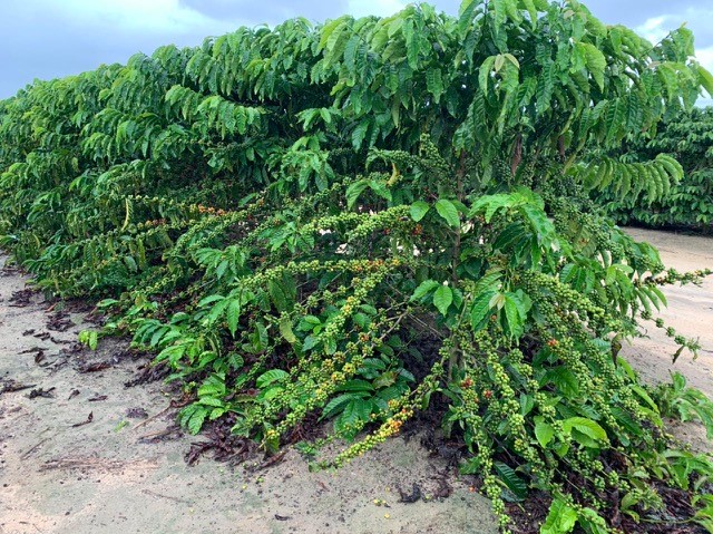 Robusta Amazônico – Cultivar híbrida de café - BRS 1216 - Portal Embrapa