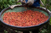 Cafés conilon e robusta somam 662 mil sacas enviadas ao exterior em um  único mês - Em Dia ES