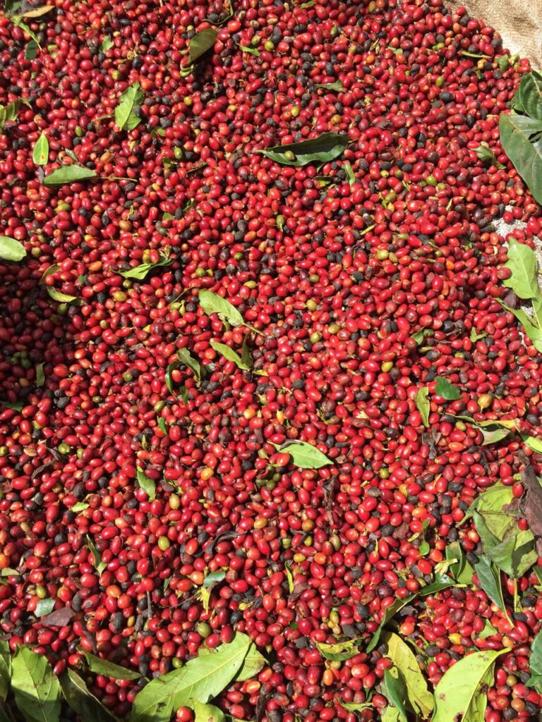 Café Maduro. Foto: Alan Libardi Baptista