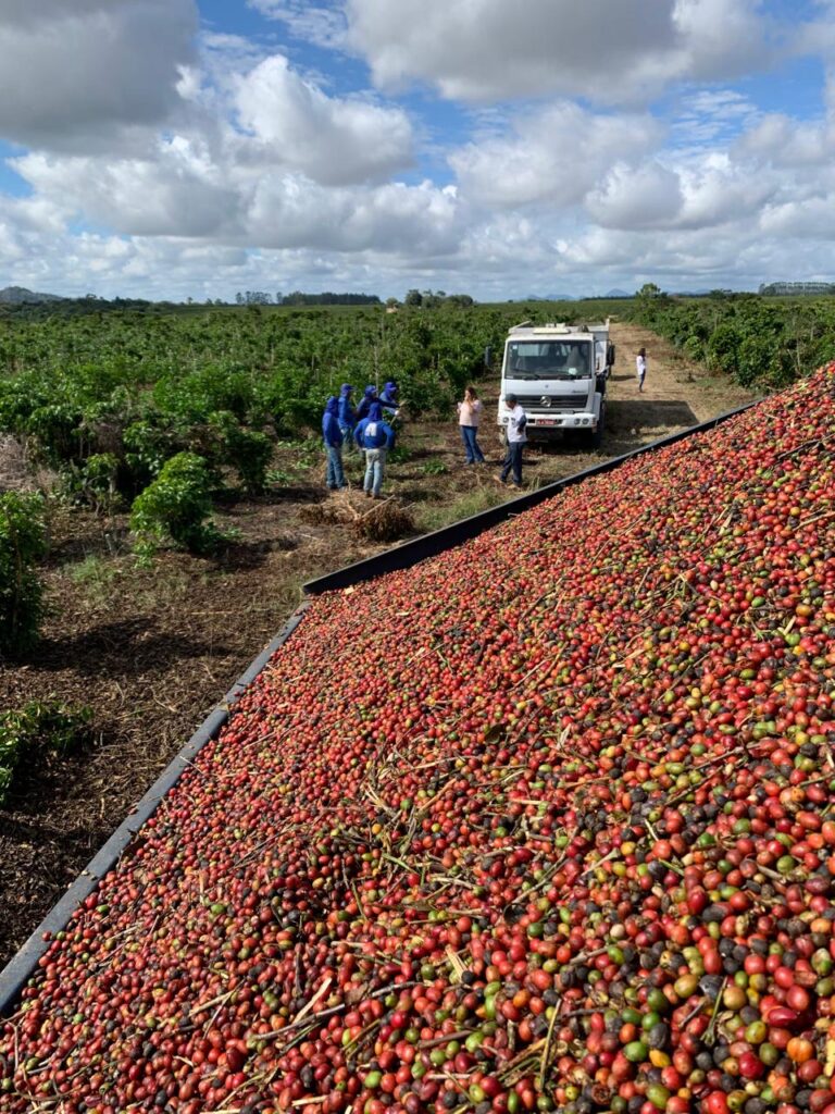 Colheita de Café. Foto: Alan Libardi Baptista